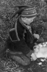 Et reinsdyr merkes i øret på samleplassen. Øksfjoreidet 1953