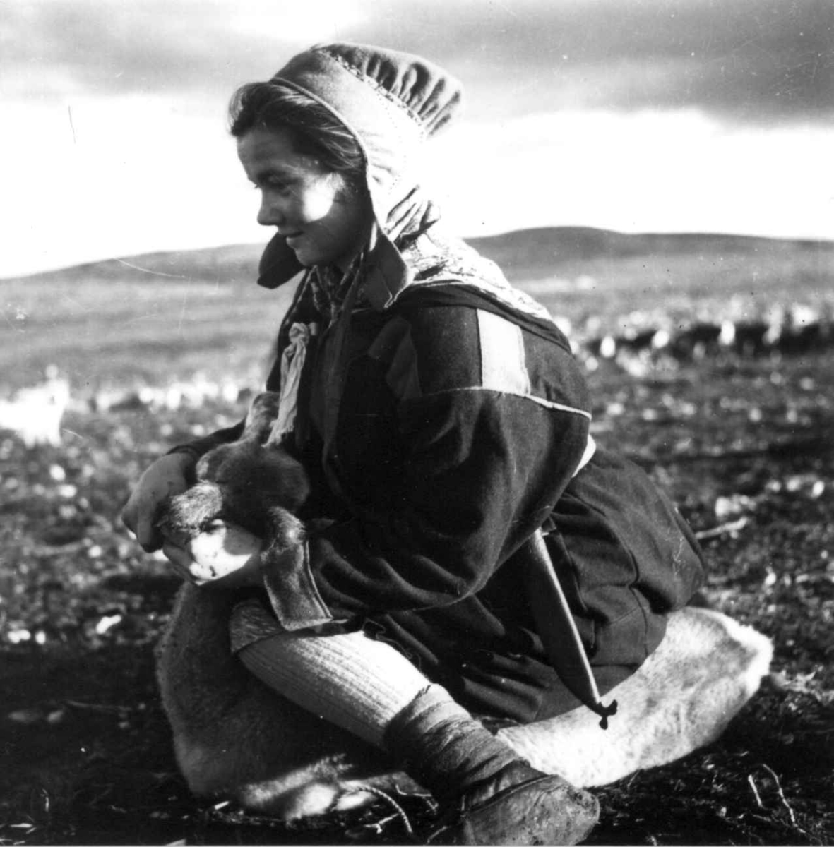 Reindriftskurs. Jente lærer å øremerke reinsdyr. Ytre Billefjord 1959.